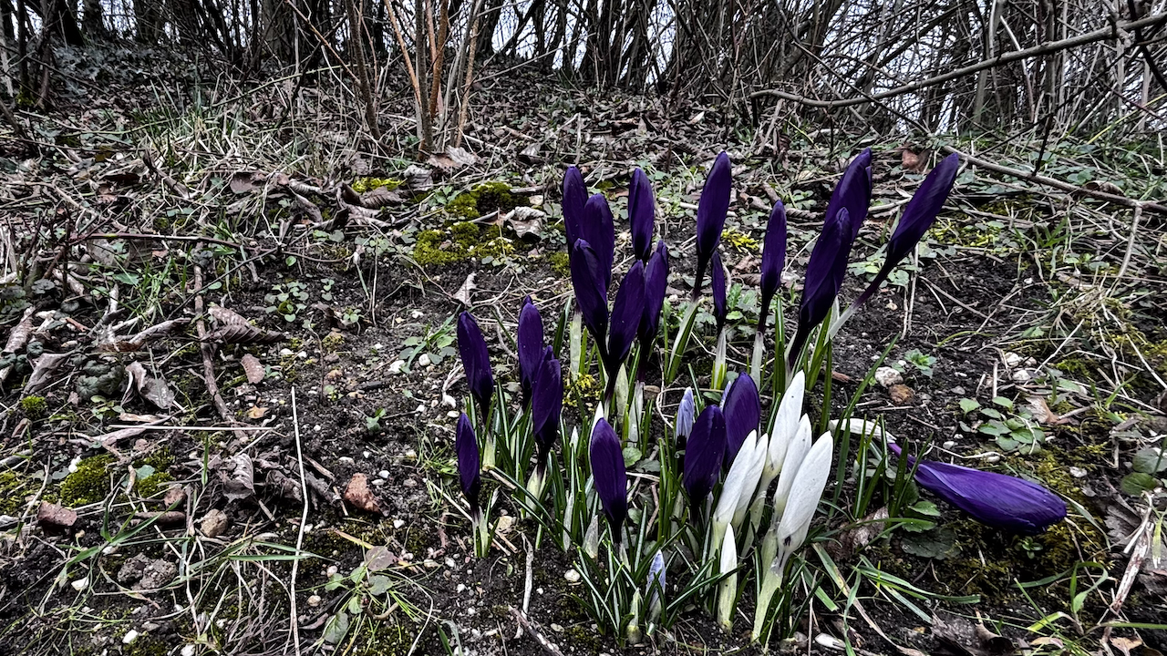 Erste Krokusse, lila und weiß. Und schon geknickt.